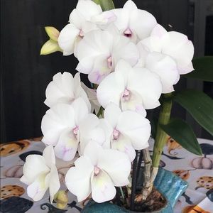 Meet your Posher, Lorri grefe